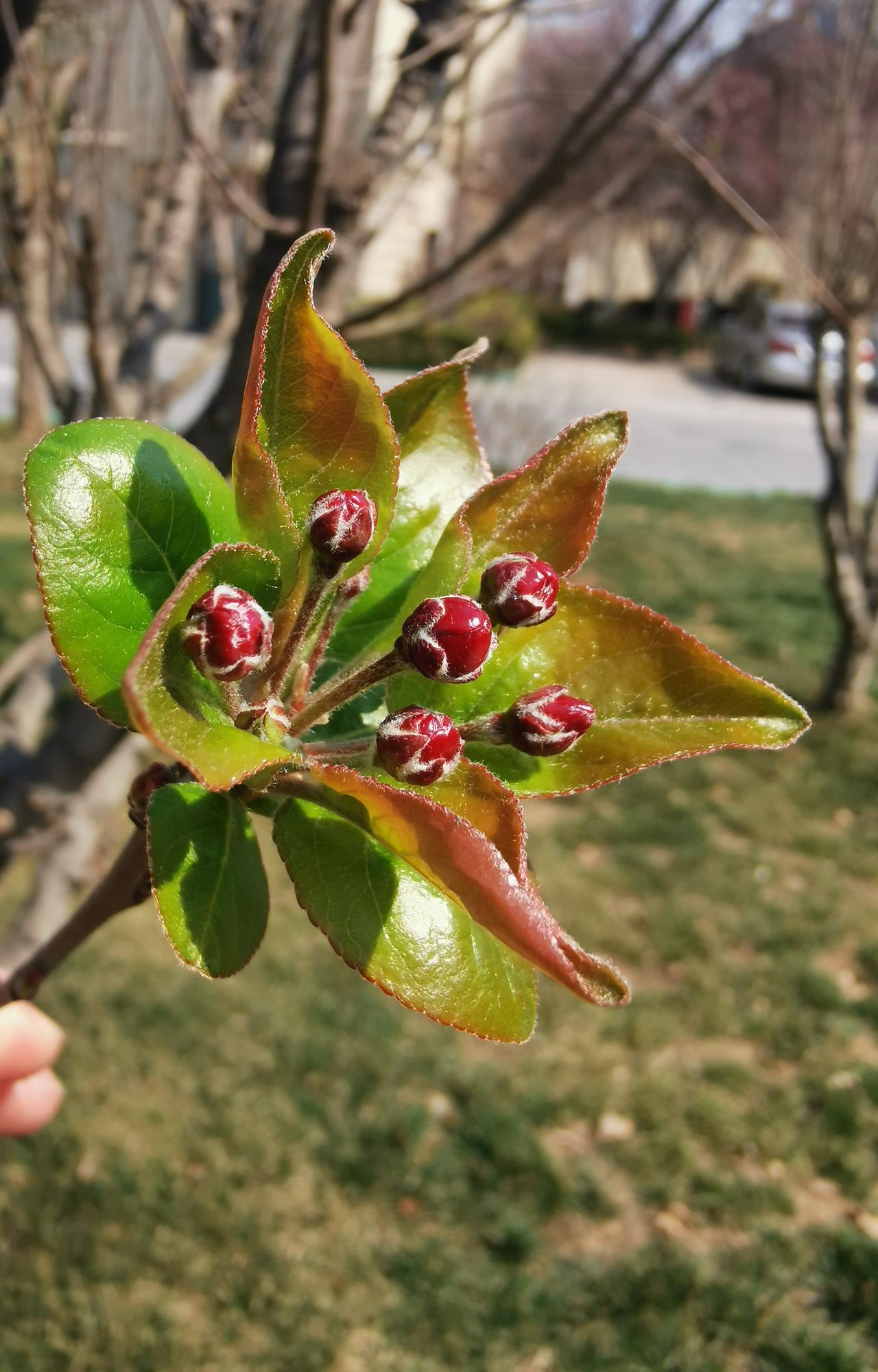 含苞待放！
    一年之计在于春。尽管是炸暖还寒时节，窗口的海棠已经含苞待放。