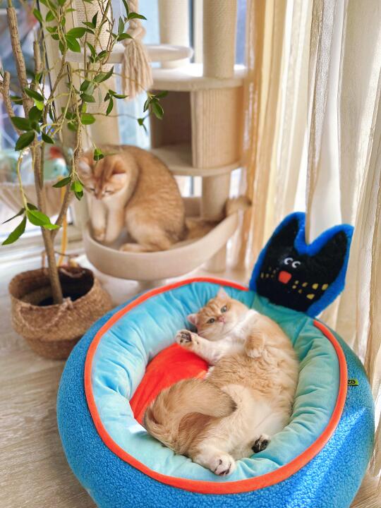 多猫家庭一个猫窝怎么够