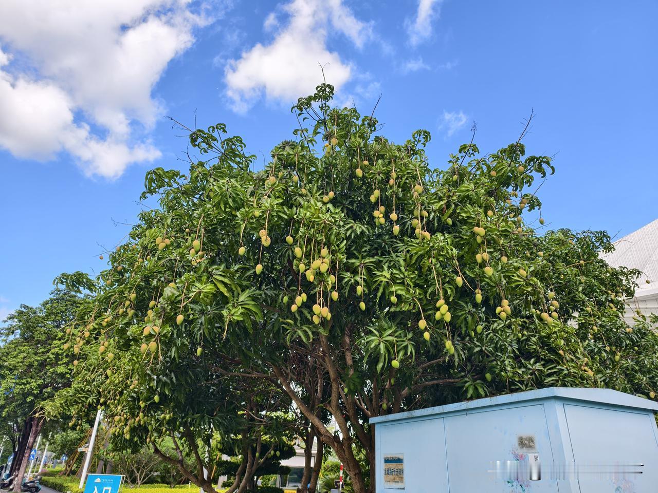 又准备到吃芒果🥭的季节[星星眼]