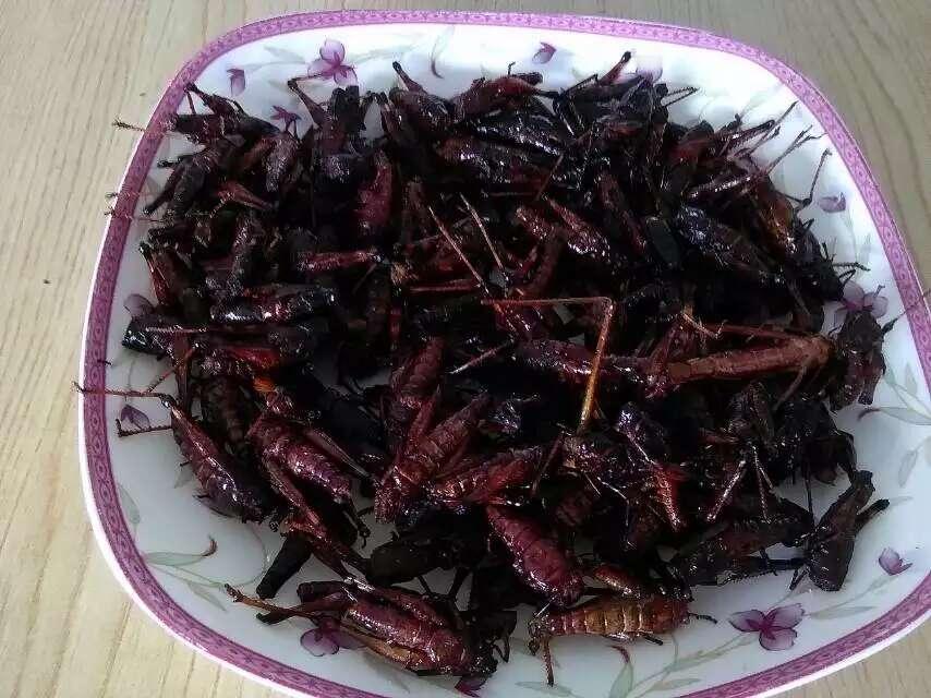 农药、除草剂的大量使用，把蚂蚱都快去根了！这几年都吃不着美味的油炸小蝗了。