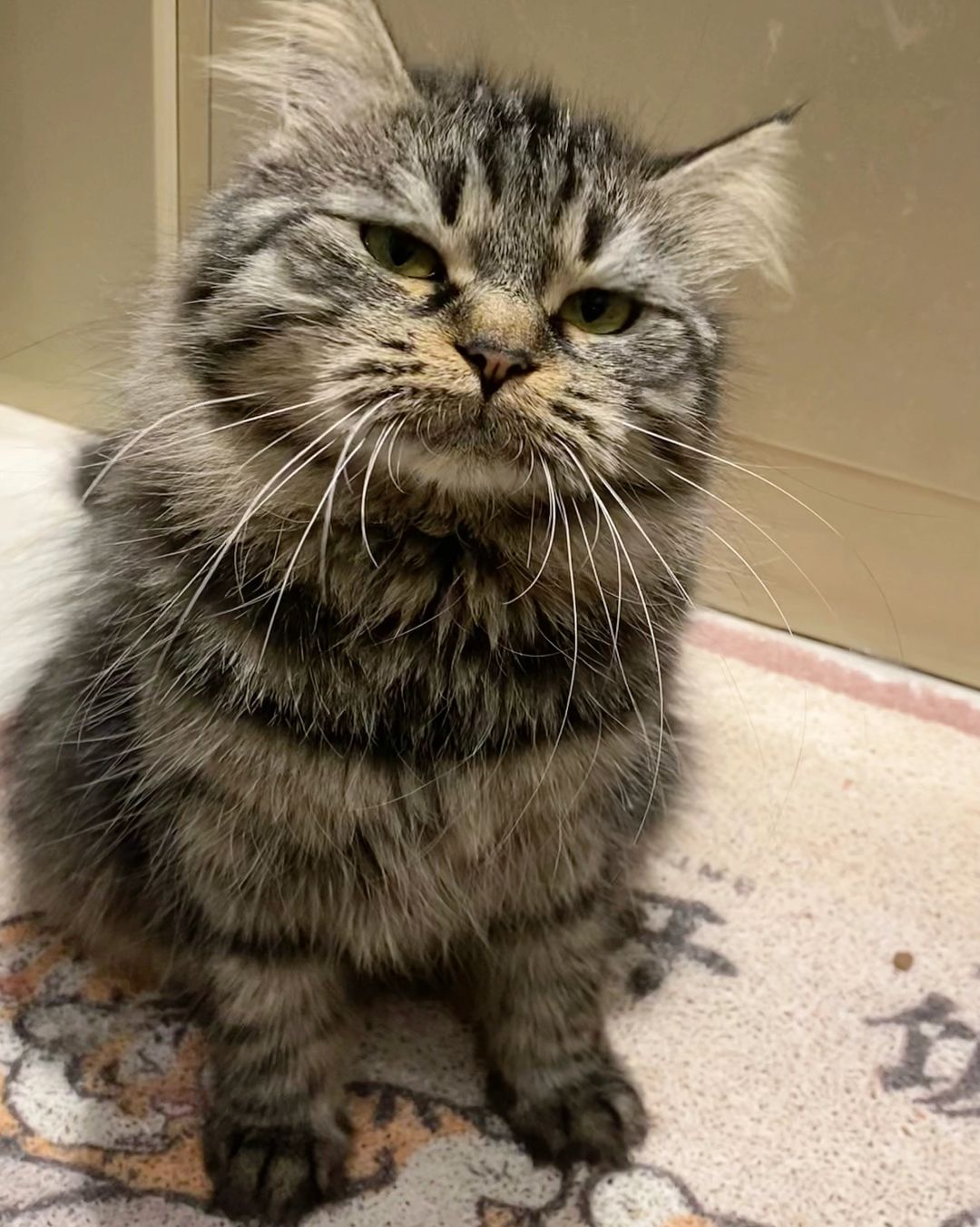 通过耳廓上的毛，已确诊是犟种猫