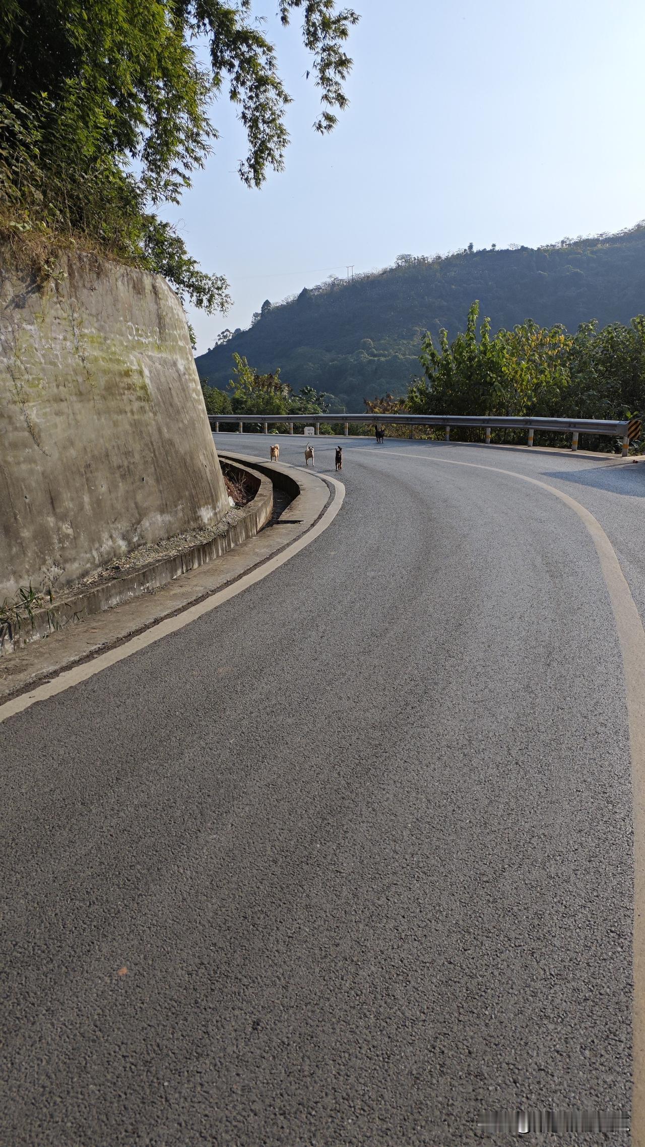 汪汪队集合～
阳光 乡村 土狗