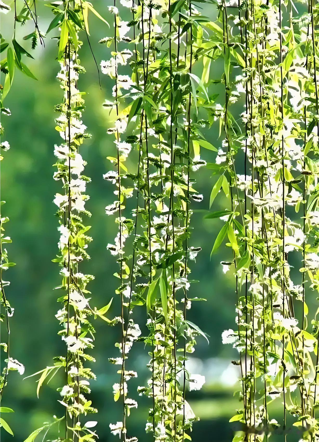 下联：杨花有恨落楼台
上联：有请雅士[玫瑰][玫瑰][玫瑰]