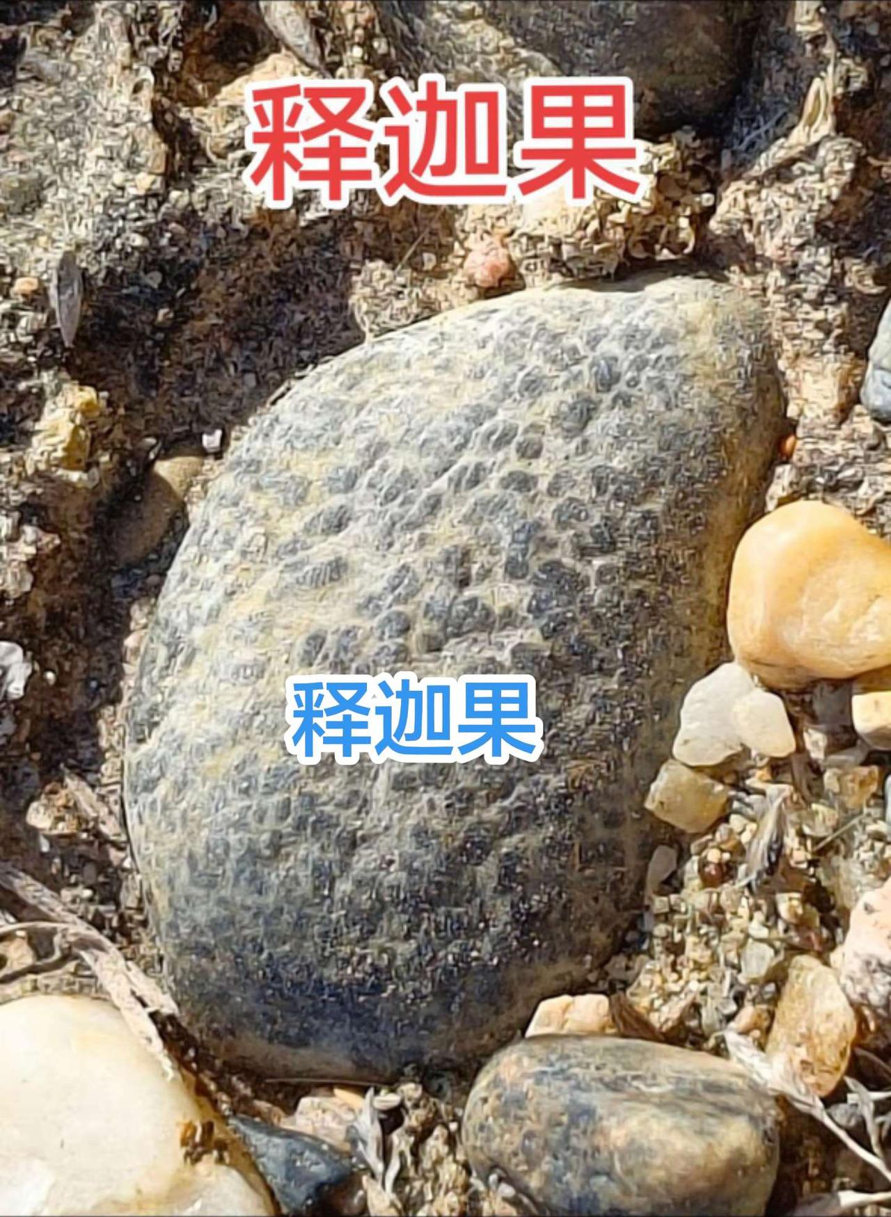 汉江石   “释迦果”纯天然奇石 象形石 户外捡石