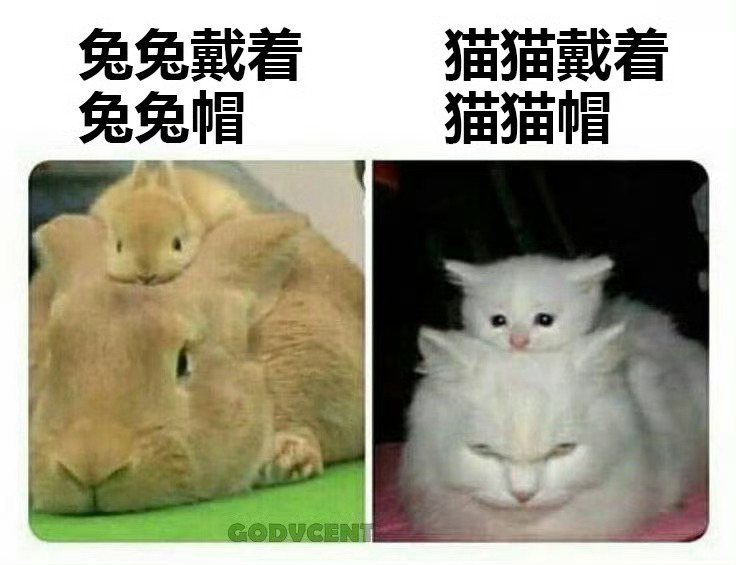 我要戴 ​​​