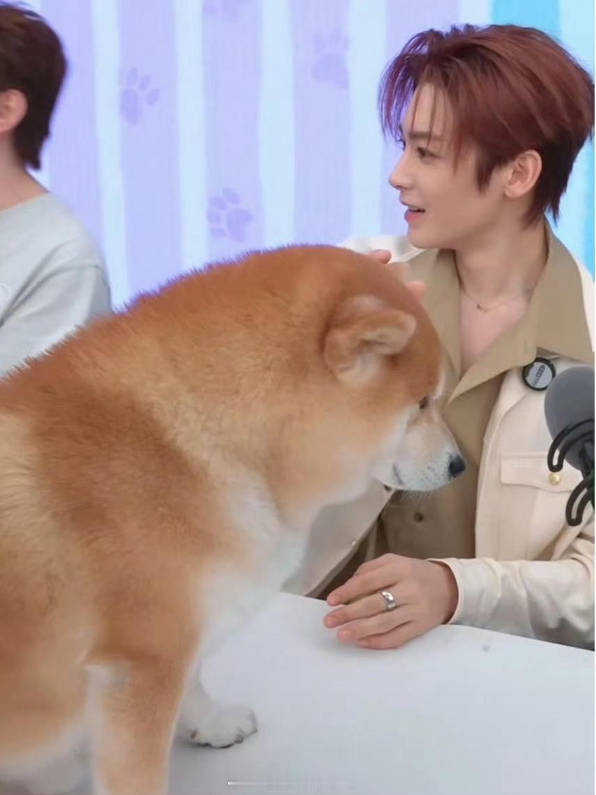 哎呦我笑鼠了小侯的🐶怎么这么胖 Duang大一只