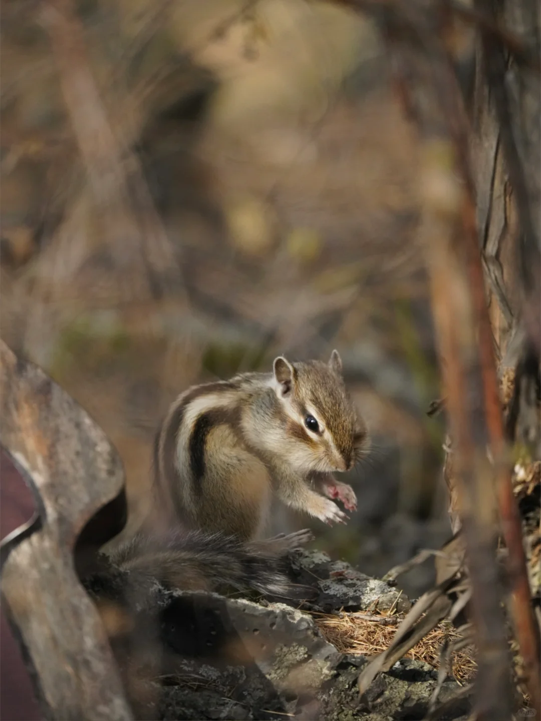 总要在秋天来一趟阿尔山吧！