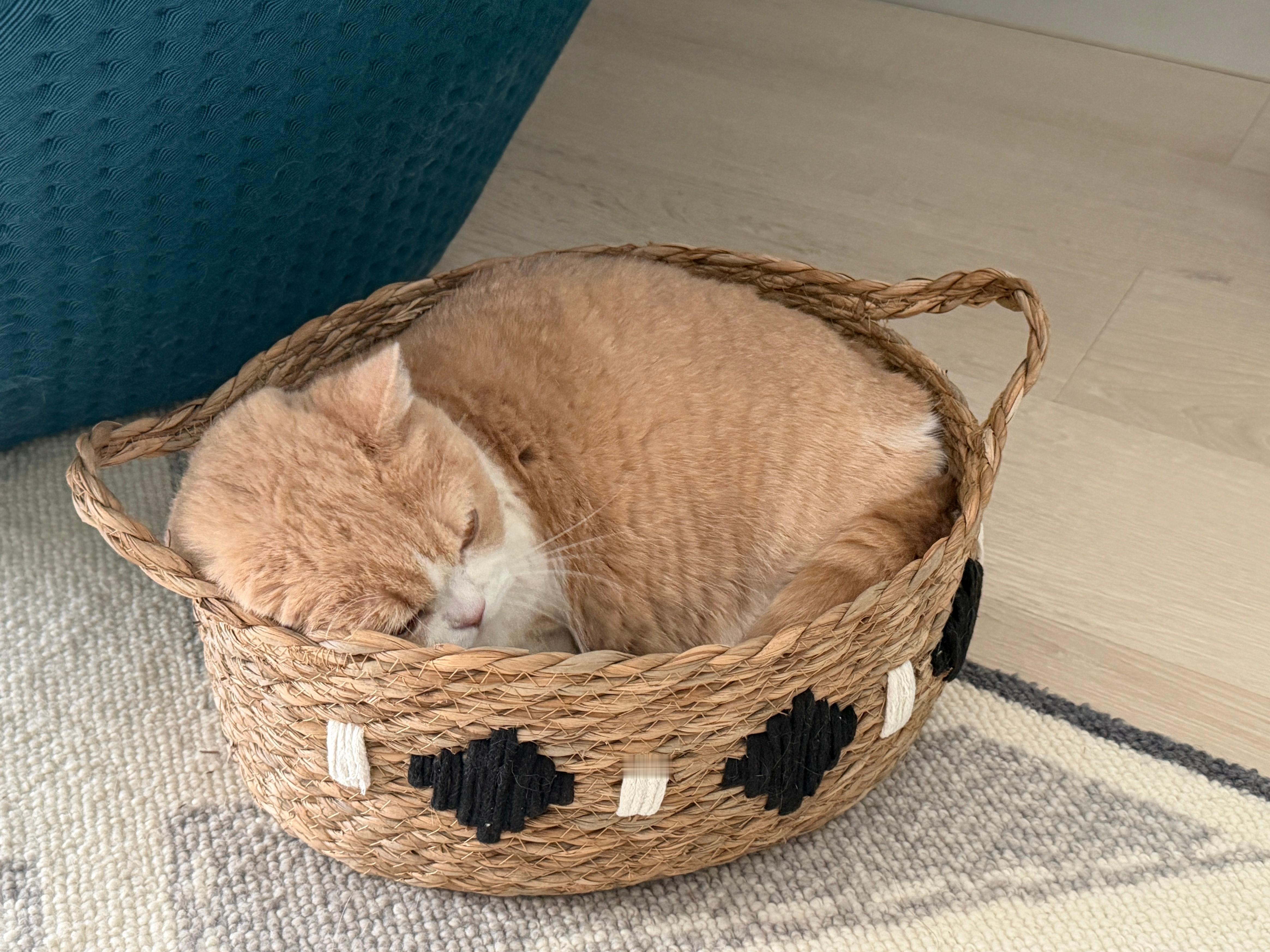 猫：呼吸人：手段了得！！！！！随时随地被可爱到昏过去[期待][期待]大家周末好呀