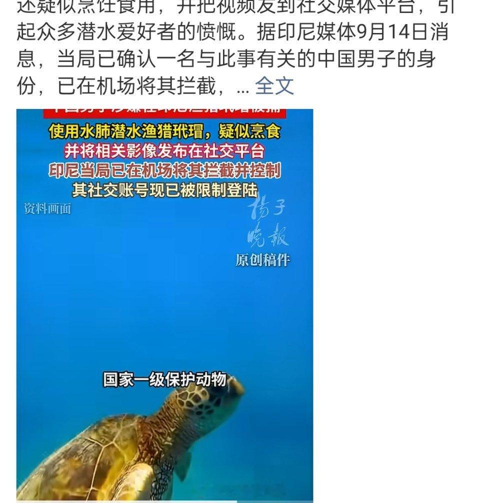 涉嫌猎杀玳瑁中国籍教练发声它可能活了几百年，没想到遇到你这一只恶魔。 ​​​