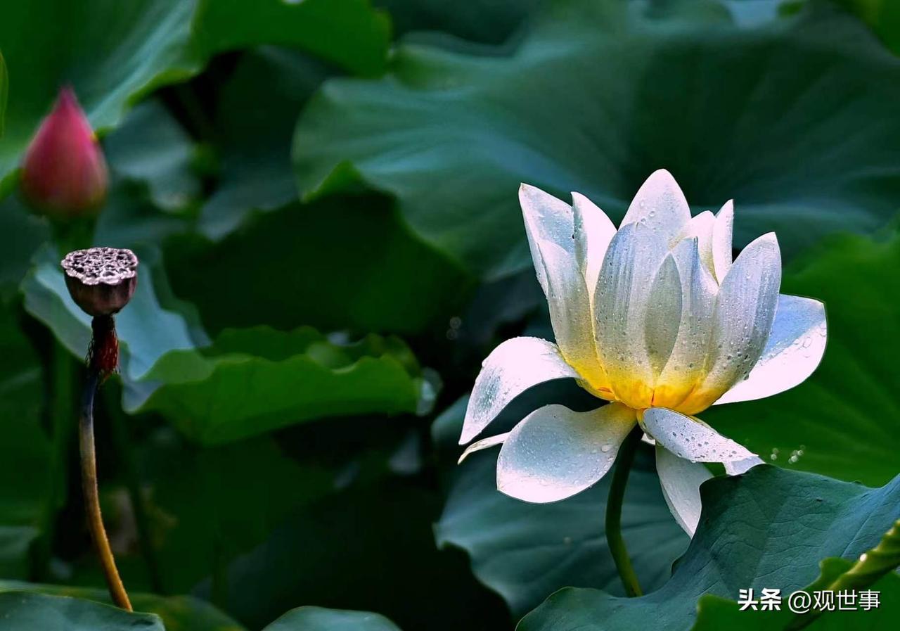 盛夏莲花