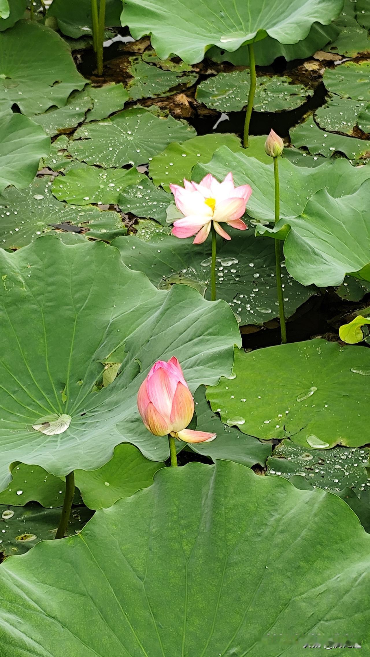 分享你随手拍的风景荷花开放夏至来