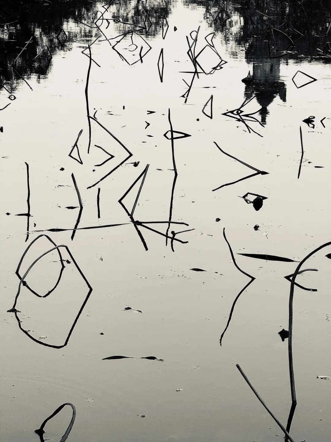 有没有人拍过这样的残荷~