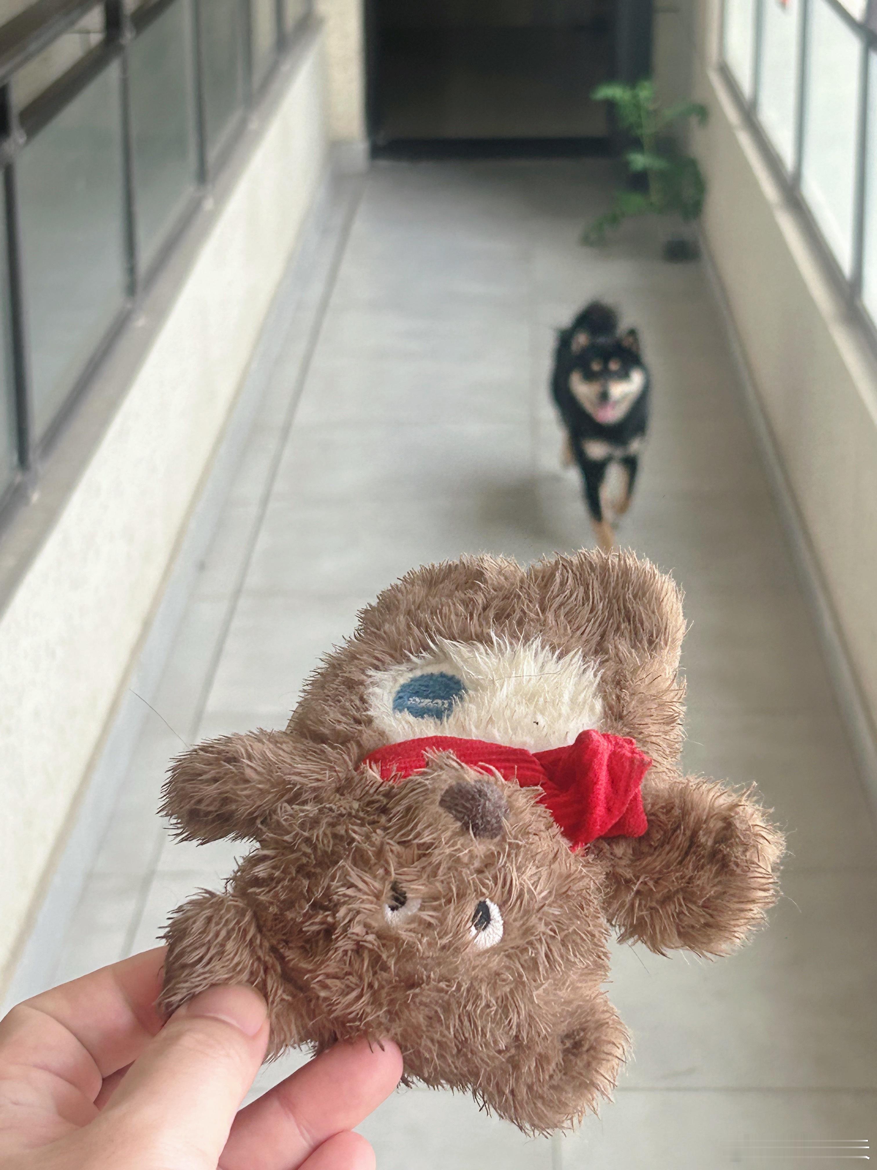 跑出去了，小猪儿童节快乐 