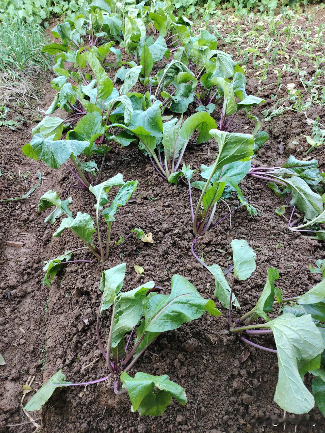 回家的时候割了一些小白菜带回来，遇上街坊就给了她一些，一会老公下地去看看的时候，