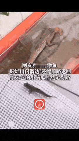 彻底解释不清了！

男子养了一条鱼，
鱼时而跑到地面上溜达，串门，
时而又爬到水