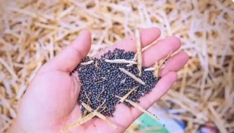 农产品出口凸显加拿大修复对华关系的紧迫性

中加农业贸易高度互补，油菜籽、豌豆、