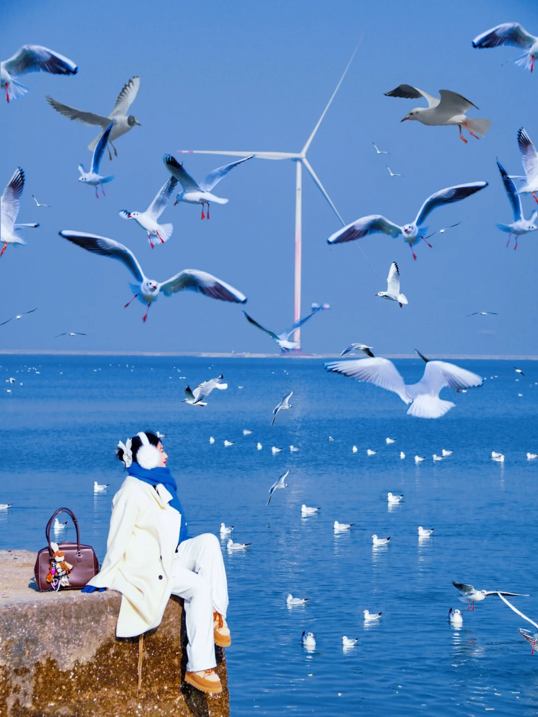 北京1h直达🩵这❸个地方海鸥超多❗️附路线🗺️