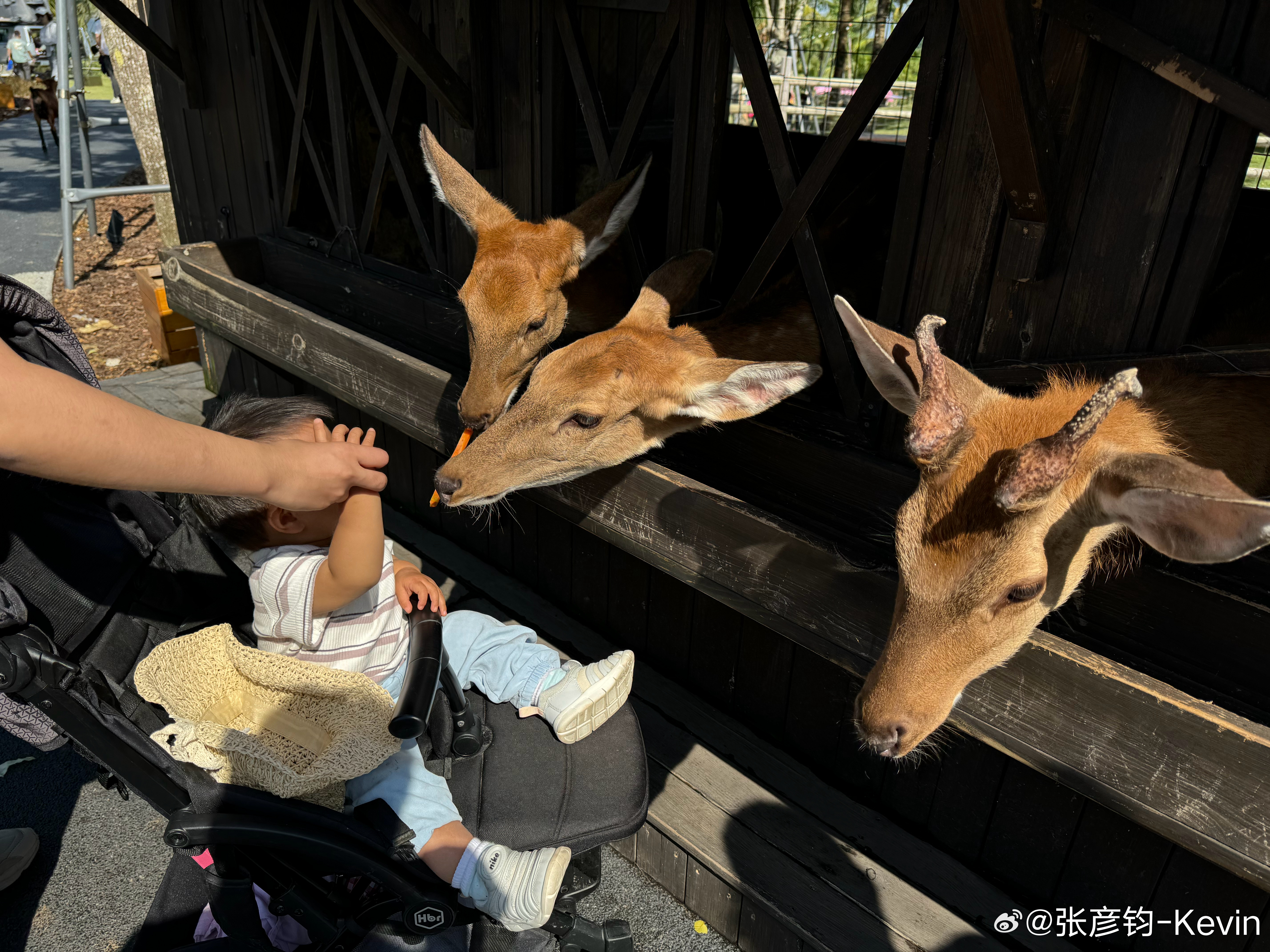 人类对可爱动物的抵抗力基本为0….[允悲]  