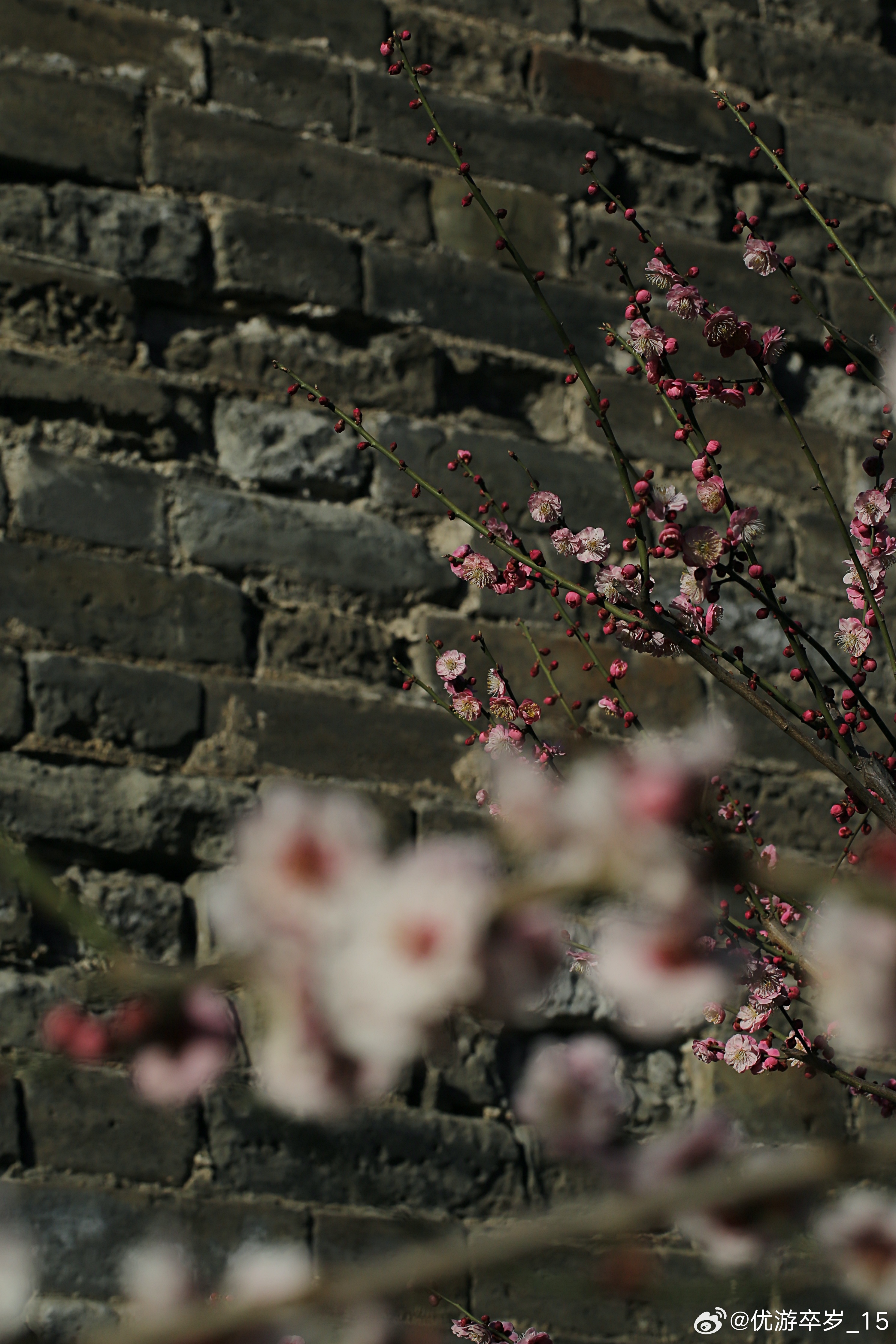 我的2026 城墙不语梅花自开一砖一瓦是过往一花一瓣是今朝生活记录 发现极美北京