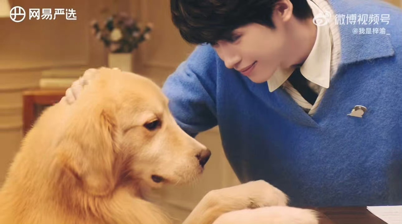 梓渝 网易严选萨摩耶还是金毛？金毛！我们小梓渝就这样萌之萌之