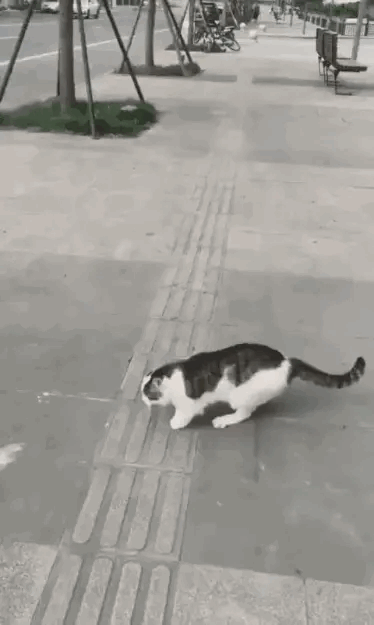 两只手被人砍了，右耳朵也被割了