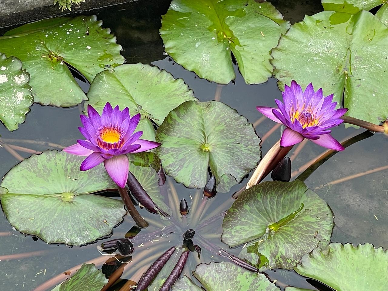 据说国内油价不设“每升多少元”的固定上限，但是有天花板。天花板是国际油价130美