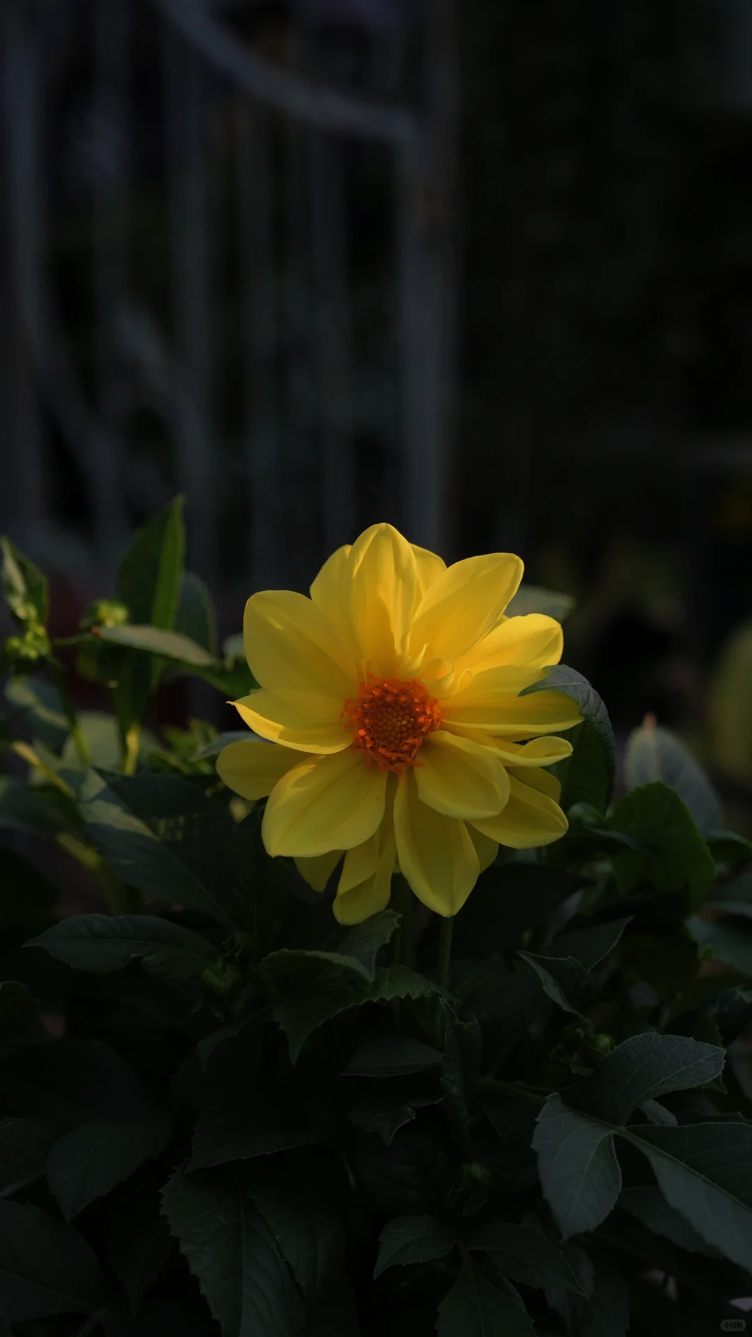 哈喽👋今日是明媚治愈的暖色系花花🌸🌼