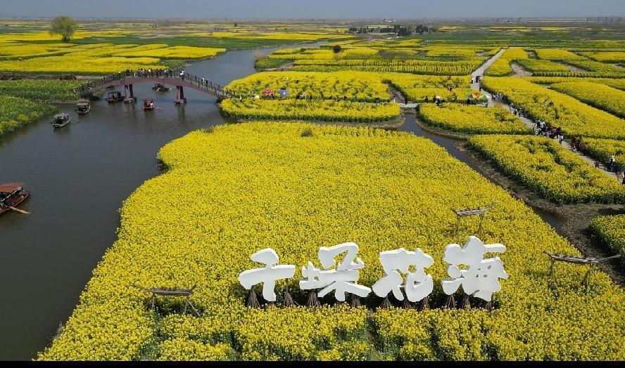 有一种春天，叫油菜花开。
昨天，天气正好，阳光明媚，在这万物复苏，春和景明的季节