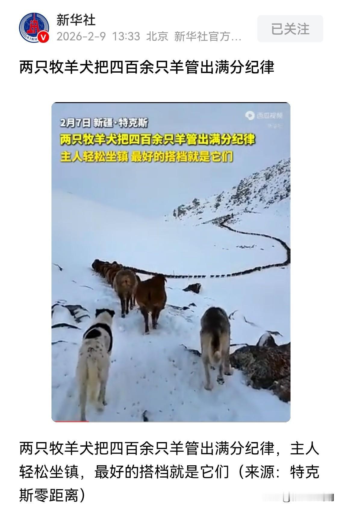 牧羊犬的功劳
央媒报道的一条短视频非常有意思，两只牧羊犬在后面压阵，主人骑着高头