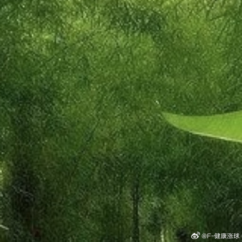每日一善  🌿阳光信用每日一善 🌿熊猫守护者 人生没有失败，因为要么成功，要