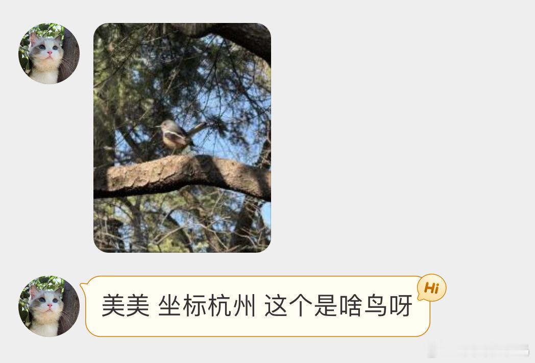 鸟粉投稿 树上的鹊鸲qú小肚子鼓鼓的