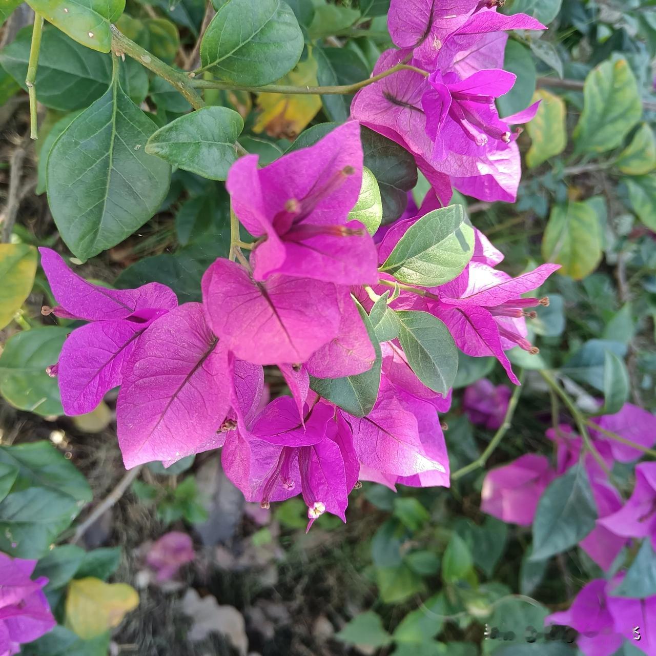 十一月，再见，
十二月，你好！
愿新的一个月里，
我们开心没烦恼，
好运相伴，万