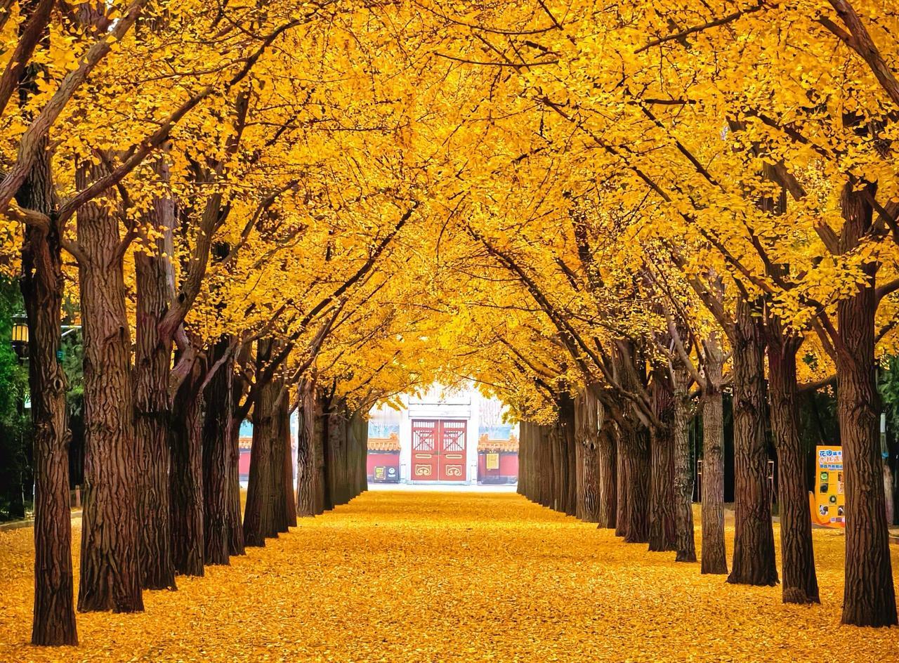 2010年前后，一棵 φ20 的银杏，装车价高达1.5~2 万元！一亩地的产值能