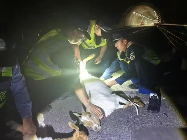 “离谱到怀疑人生！”新疆，一女子夜里在隧道开车，撞倒29只羊，最后竟然被判了全责