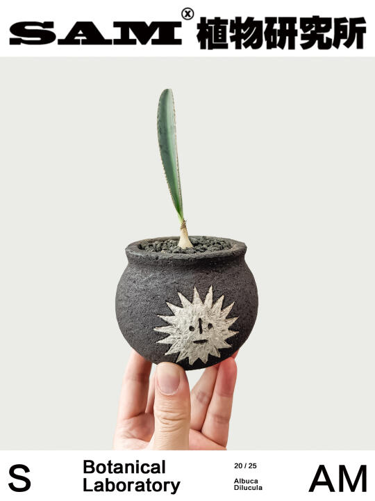 蛞蝓弹簧草｜Albuca Dilucula