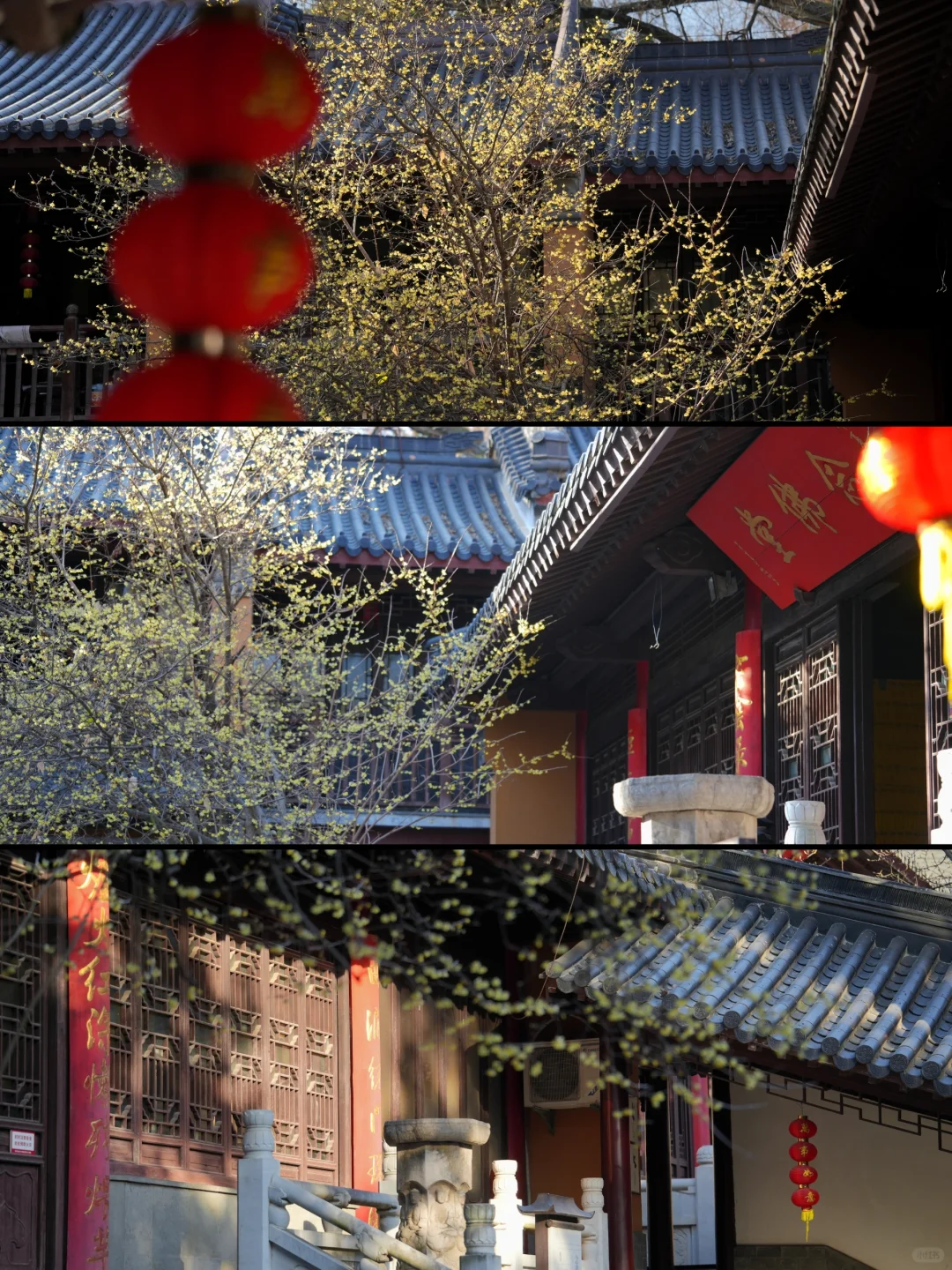 南京灵谷寺|禅意伴幽香Temple wintersweet