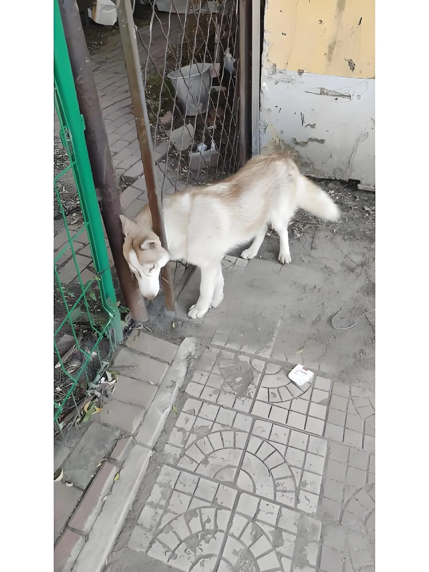 这土狗一看就很好相处