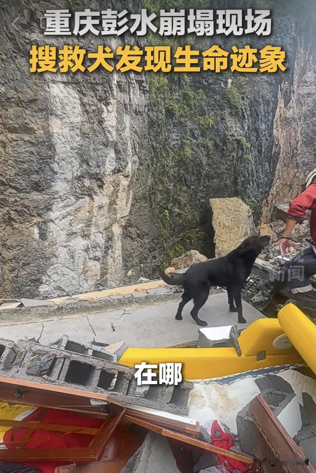 34人埋在崩方下面，今天一只搜救犬终于发现了生命迹象…

灾难面前，我们的搜救犬