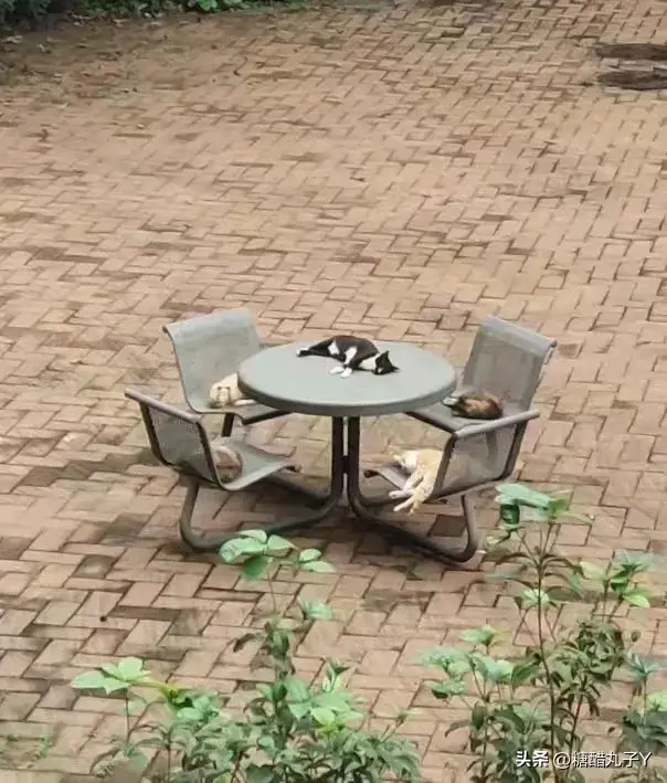 猫咪：开会的尽头是睡觉~