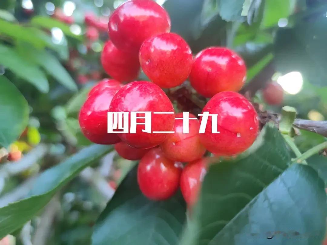 明日四月二十九，记得：1不送、2不去、3要吃，安康顺利过端午
 
明天是农历四月