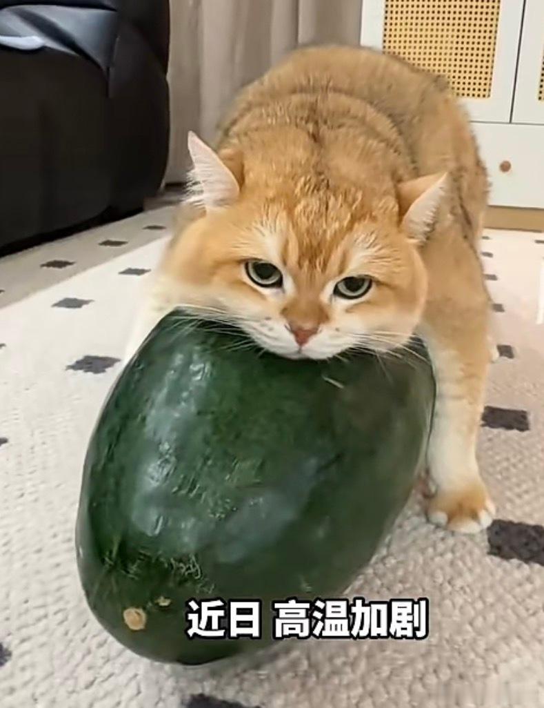 买冬瓜给猫咪的受害者出现了家里有三只猫，本来也想去买一个大的，结果我太不喜欢吃冬