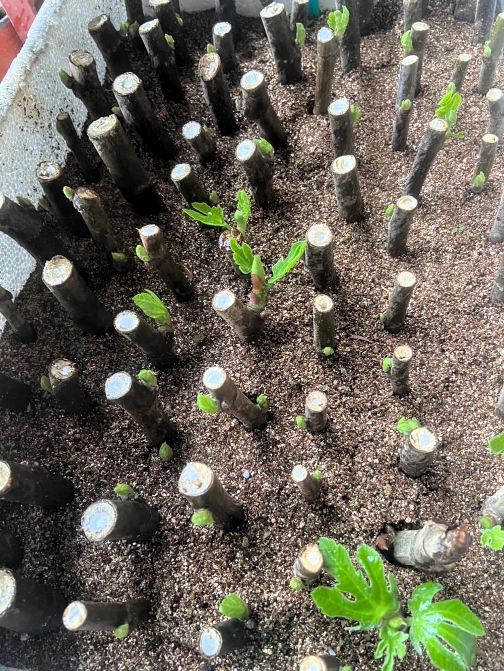 无花果扦插繁殖最简单，网上卖的苗子基本都是枝条扦插的。扦插时间很关键，春季白天2