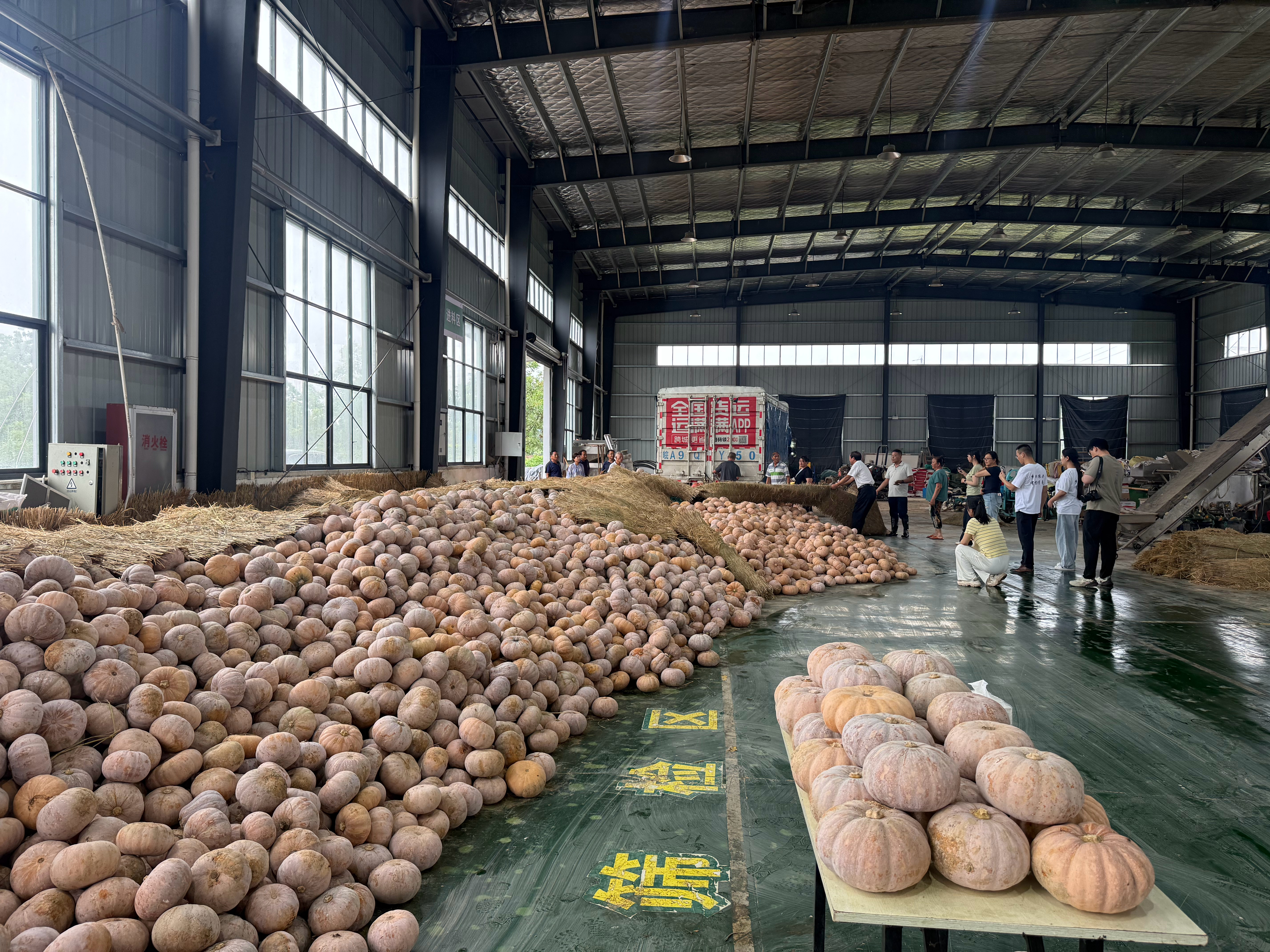 第一批南瓜开始出货🚚感谢合肥的企业家 