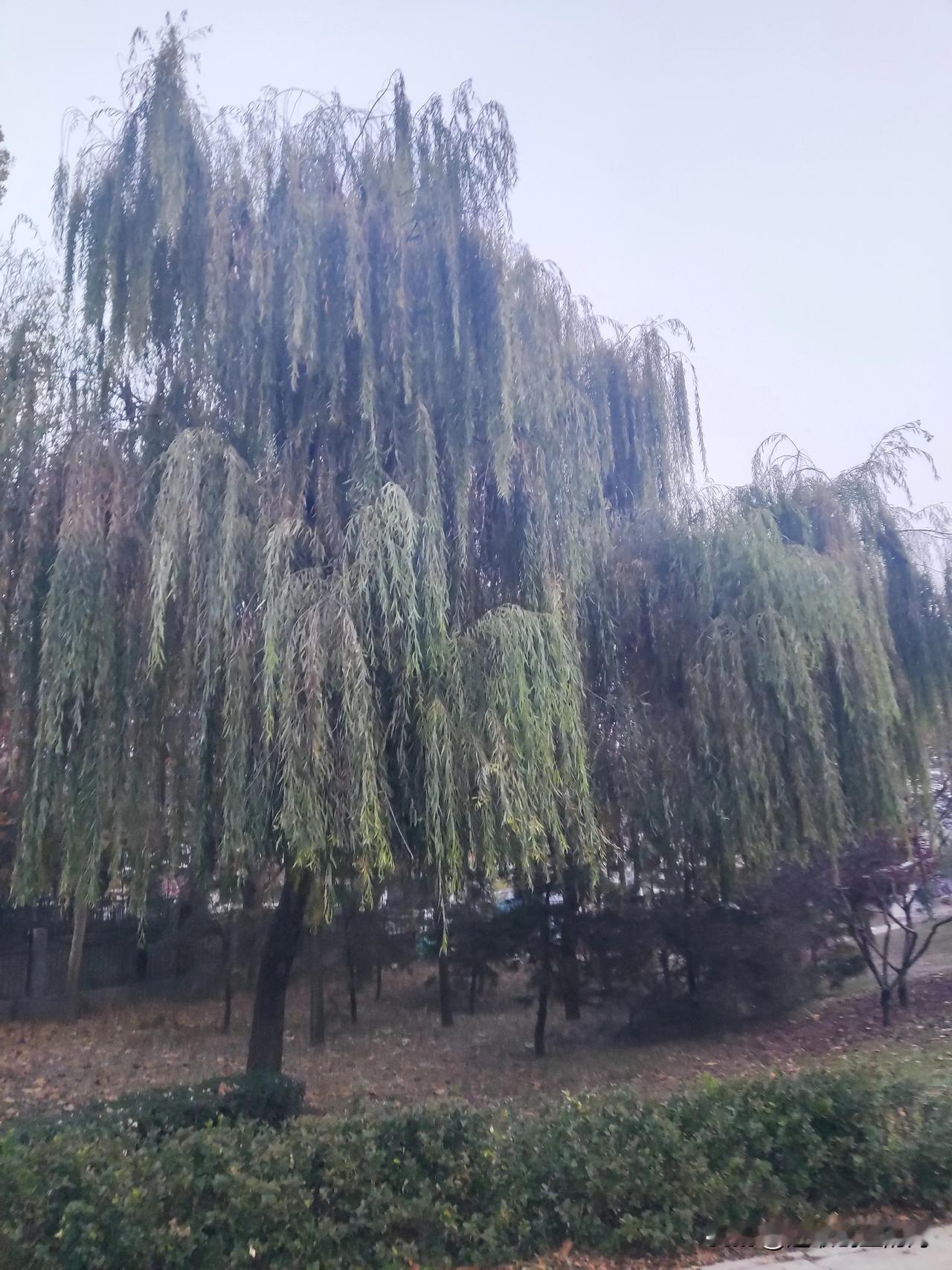 北方的冬天怎么不像冬天了
这都十一月底了，树还是那么绿，只看图片，不说时间，真的