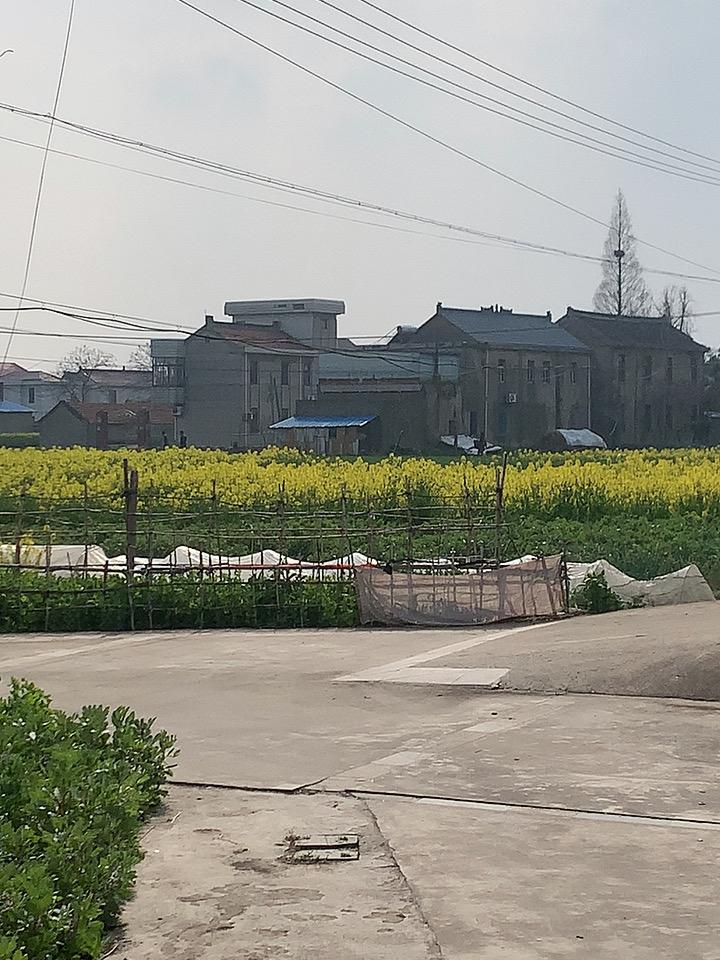 天暖了，油菜花开了，看着那一片金灿灿的花海，心里头都敞亮了。

不用去远方，家门