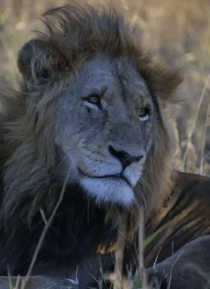 唯一一种以家庭为单位生活的猫科动物。今天是世界狮子日（World’s ...