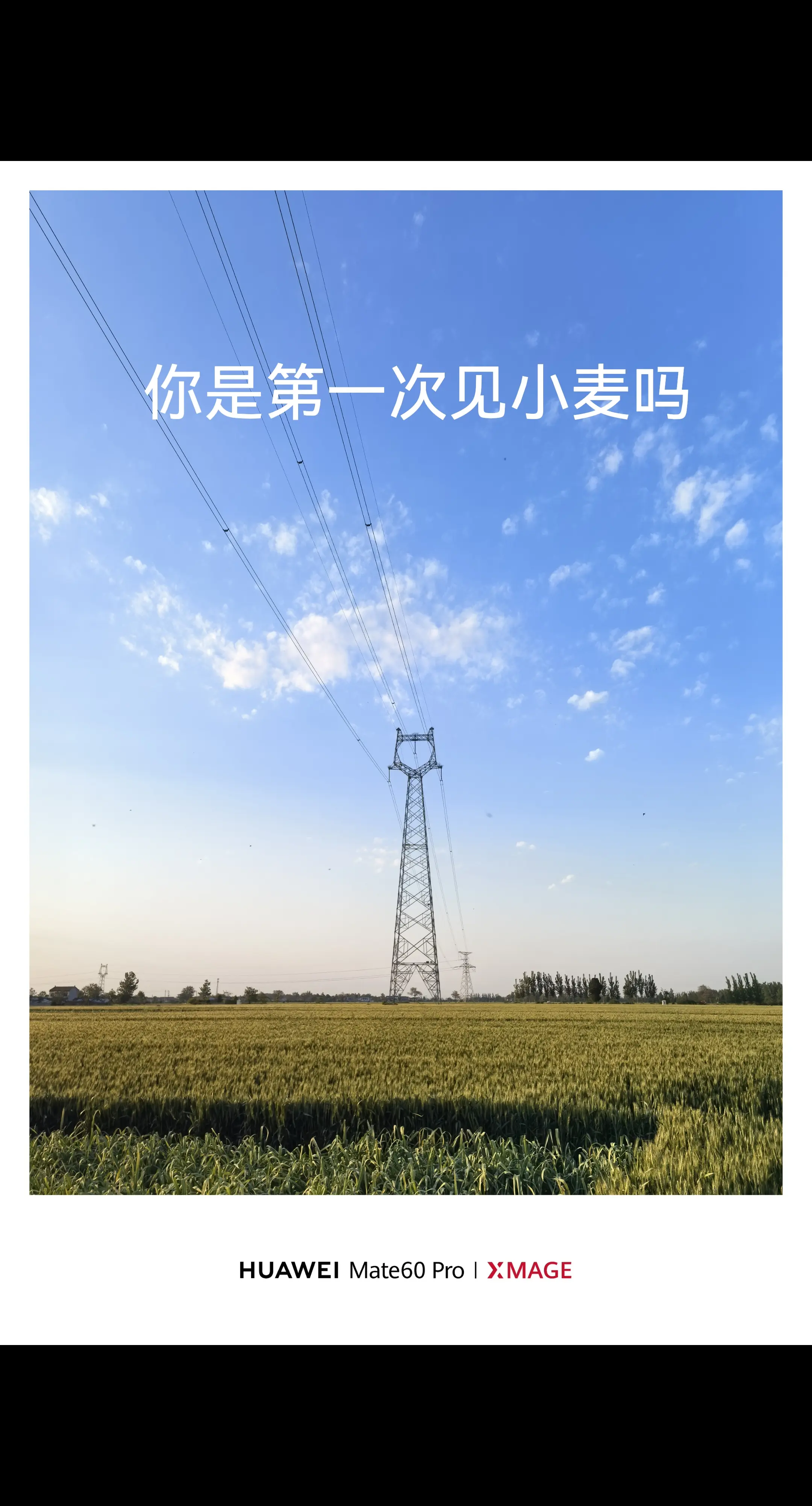 小麦 黄昏