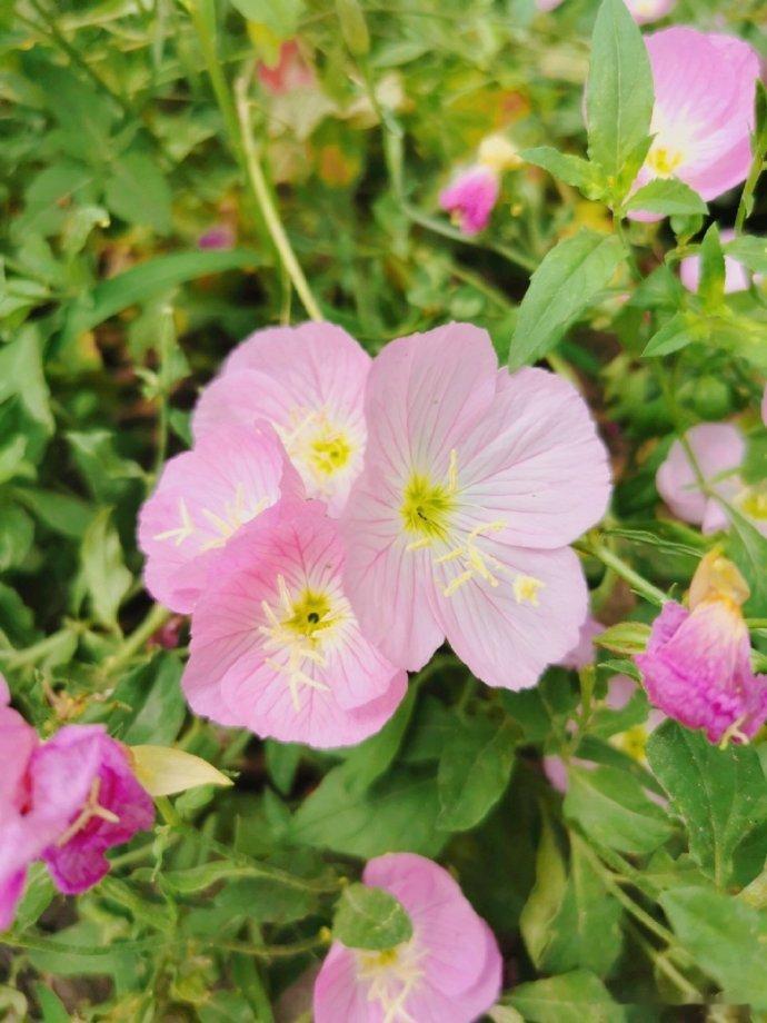 #中医式生活# 今儿我听到一个超级奇葩的养生方法，而且真的有人这么做了，而且在我