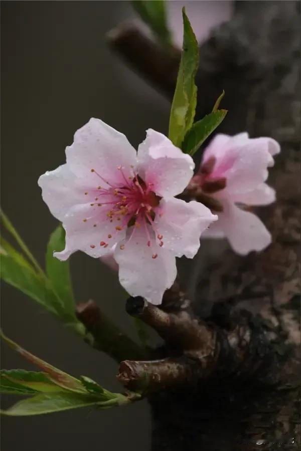 【怎样识别梅花与桃花】日前，安康市高新区桃花源里的梅花热烈绽放，然而众多游客市民