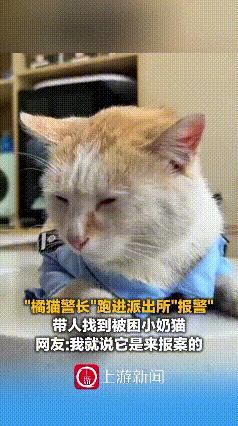 云南曲靖，在晚上的时候民警在值班，一只小奶猫跑到了民警的怀里，他说着的民警听不懂